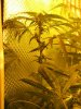 week 5 bud (4).jpg
