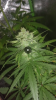 Screenshot_20180812-174425.png