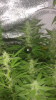 Screenshot_20180812-174303.png