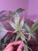 IMG_20180813_195050.jpg