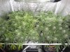 scrog.jpg
