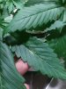 20180818_221038.jpg