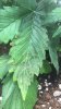 leaves1.jpg leaves1.jpg