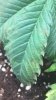 leaves2.jpg leaves2.jpg