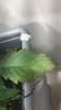 leaves3.jpg leaves3.jpg