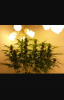 Screenshot_20180822-090802~2.png