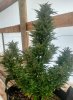 IMG_20180826_174411516_HDR~2.jpg