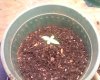 Plant 1, 2.jpg