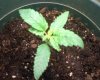Plant 1, 4.jpg