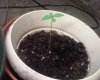 Plant 2, 2.jpg