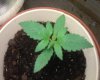 Plant 2, 4.jpg
