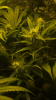 4F259EF5-999D-4735-81C6-D5FAE00A720D.png