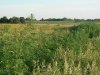 640px-Marijuana,_Buffalo_County,_Nebraska,_2017-06-15.jpg