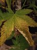 20180902_190105.jpg