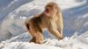 How-to-Get-Close-to-the-Snow-Monkeys-in-Japan-07.jpg