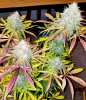 20180703_054031.jpg