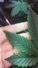 IMG-20180907-WA0000.jpg IMG-20180907-WA0000.jpg