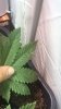 IMG-20180907-WA0001.jpg IMG-20180907-WA0001.jpg