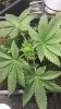 IMG-20180907-WA0002.jpg IMG-20180907-WA0002.jpg