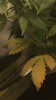 7EF2AFAE-5F98-4239-A4FD-28BA1C7CF2F9.png