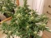 Plant 1.jpg