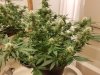 Plant 1 A.jpg