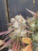 20180915_071251.jpg