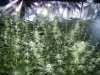 week6bud.jpg