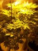 617grow.jpg
