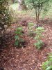 DSCF0086.jpg
