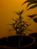plant-C.JPG
