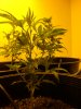 plant-F.JPG