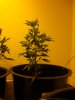 plant-G.JPG