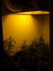 all plants.JPG