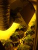 hoodview all plants.JPG