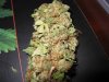 buds6.jpg