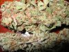 buds8.jpg