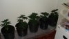 DSC00262.jpg