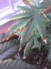 Marijuana Help 1.jpg