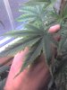 Marijuana Help 3.jpg