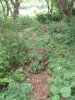 DSCF0004.jpg