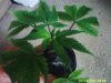 clone4.15.jpg