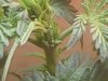 male plant.jpeg