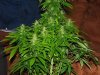 plant2_1.jpg