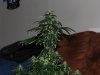 plant3_3.jpg