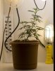 32days_11inches.jpg