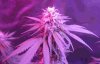 Green Crack, Sept 16, 2018 photo 2 for posting.jpg