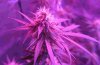 Blue Dream, Sept 16, 2018 for posting.jpg