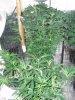 veg room and soil test 9.14.2018.jpg