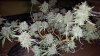 IMG-20180911-WA0010.jpg